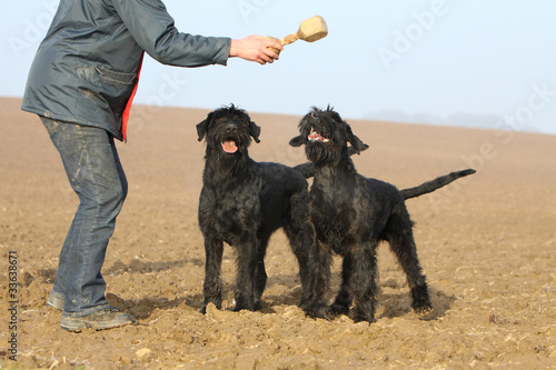 dressage du schnauzer par son maître