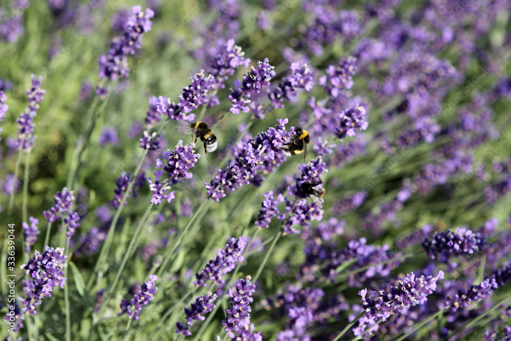 Obraz premium Lavendel