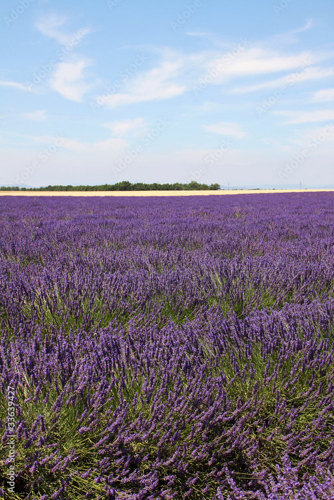 Fototapeta premium Champ de lavande en Provence