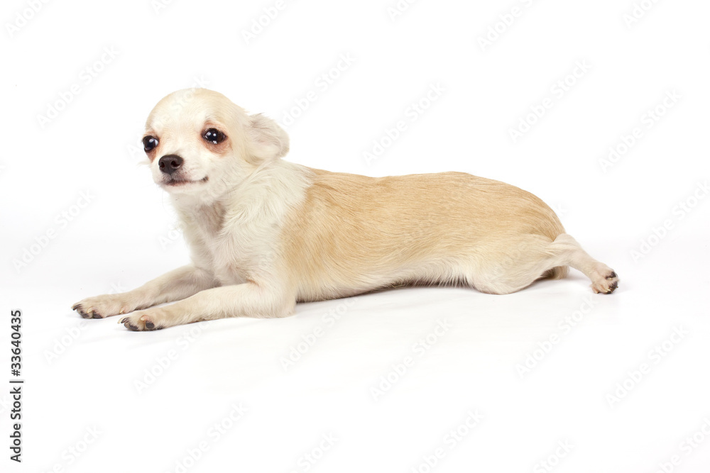 Chihuahua small puppy Chihuahua small puppy