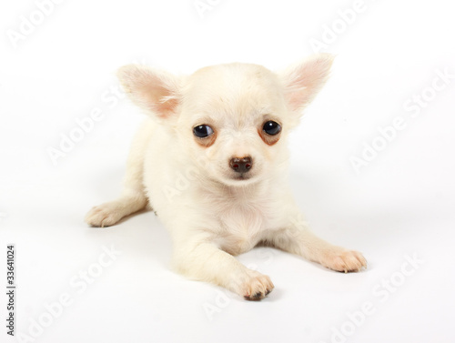 Fototapeta Naklejka Na Ścianę i Meble -  small chihuahua puppy