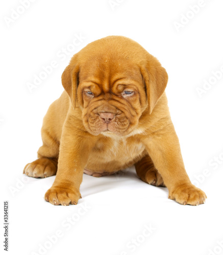Fototapeta Naklejka Na Ścianę i Meble -  Bordeaux dog puppy