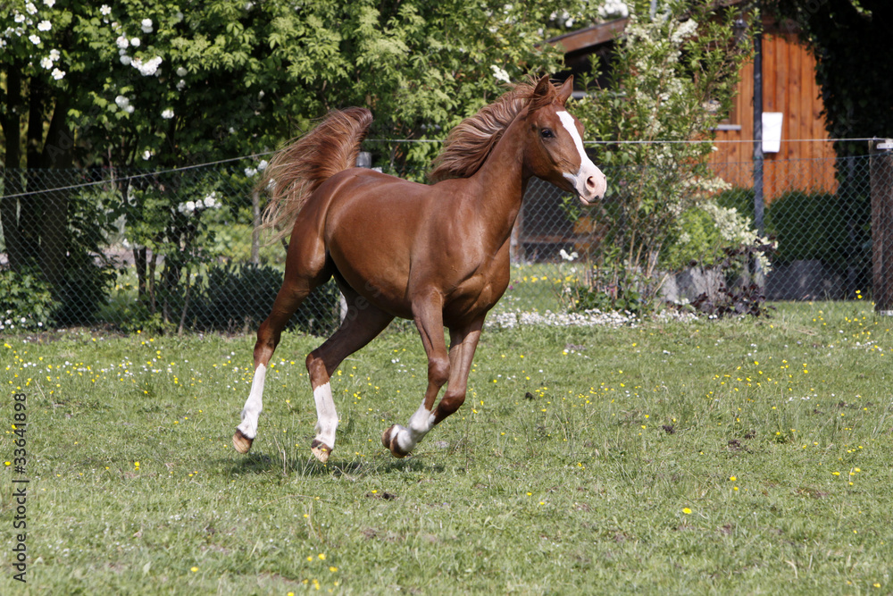 Galoppierender Araber auf einer Weide StockFoto Adobe Stock