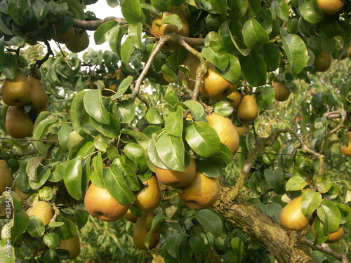 poires Beurré Hardy