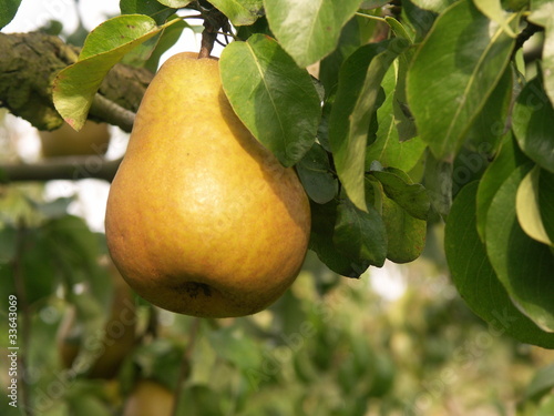 poires Beurré Hardy