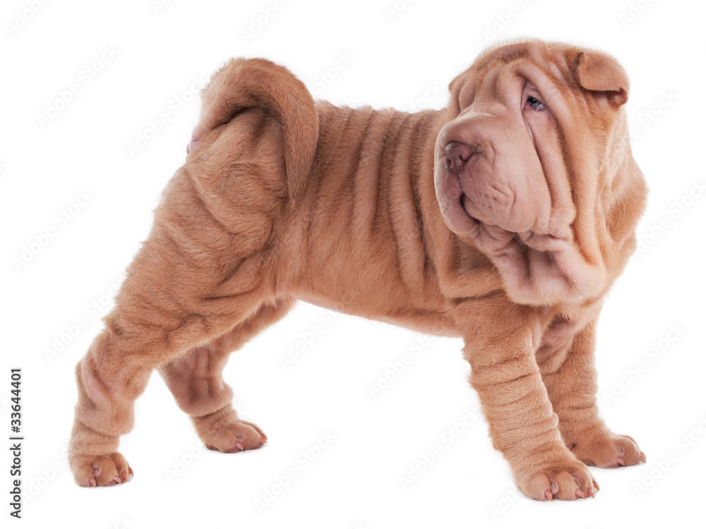 Wrinkled sharpei puppy standing