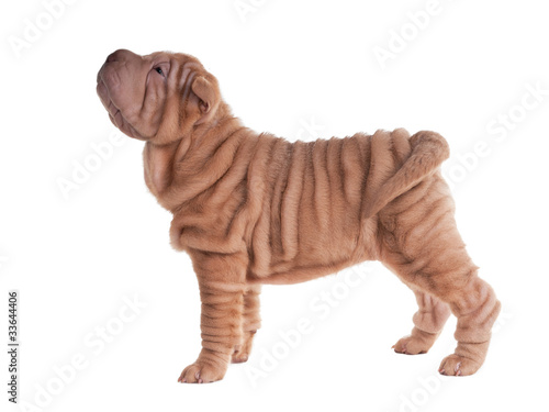 Wrinkled sharpei puppy standing