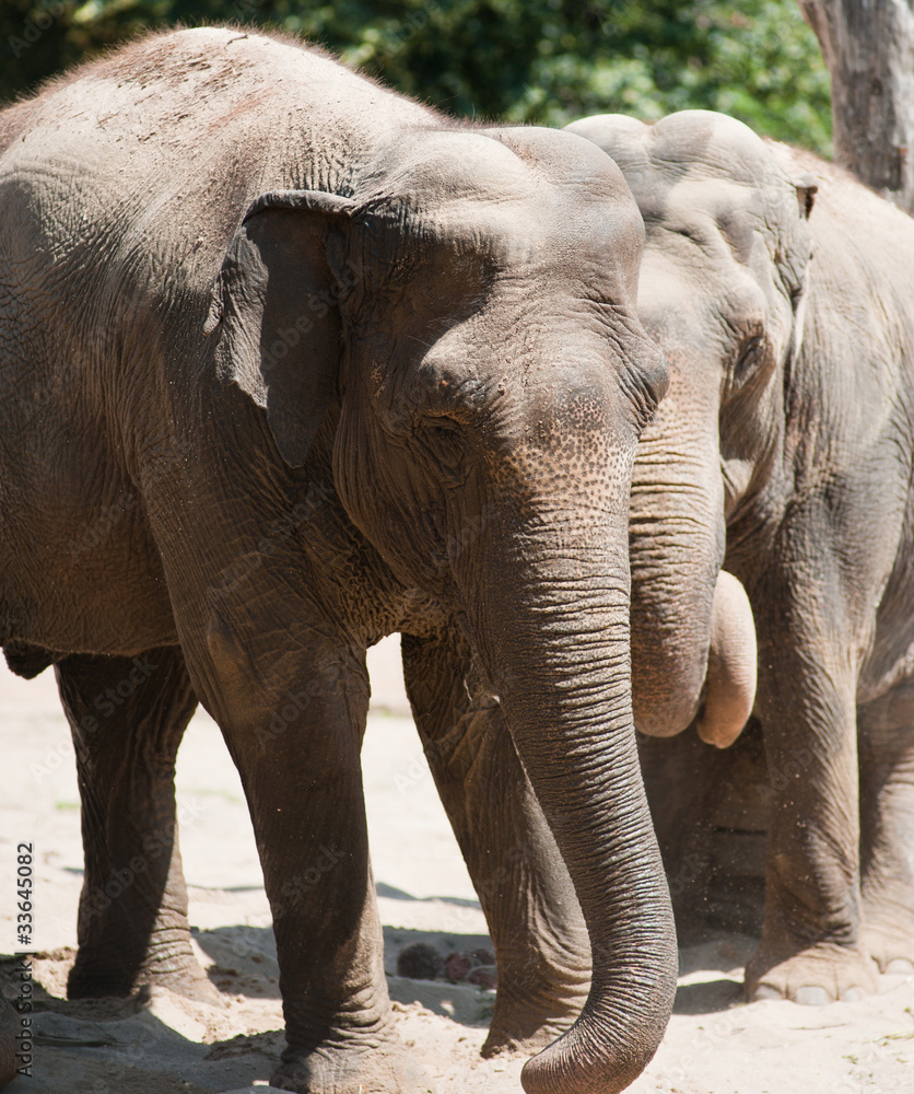 Naklejka premium Indian Elephants
