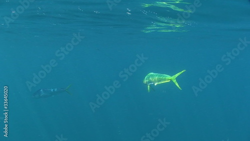 Colorful Underwater Sport Fish