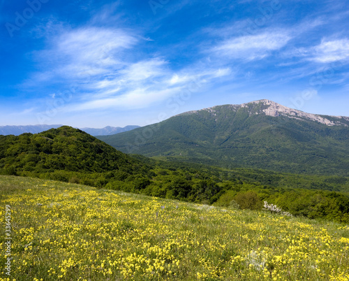 Yellow meadow in mountains