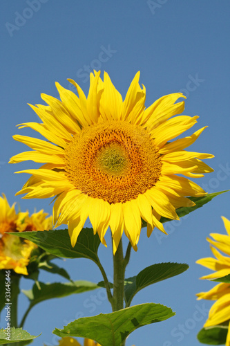 tournesol