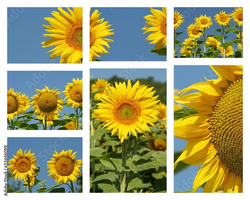 Fototapeta Naklejka Na Ścianę i Meble -  Des fleurs de tournesol