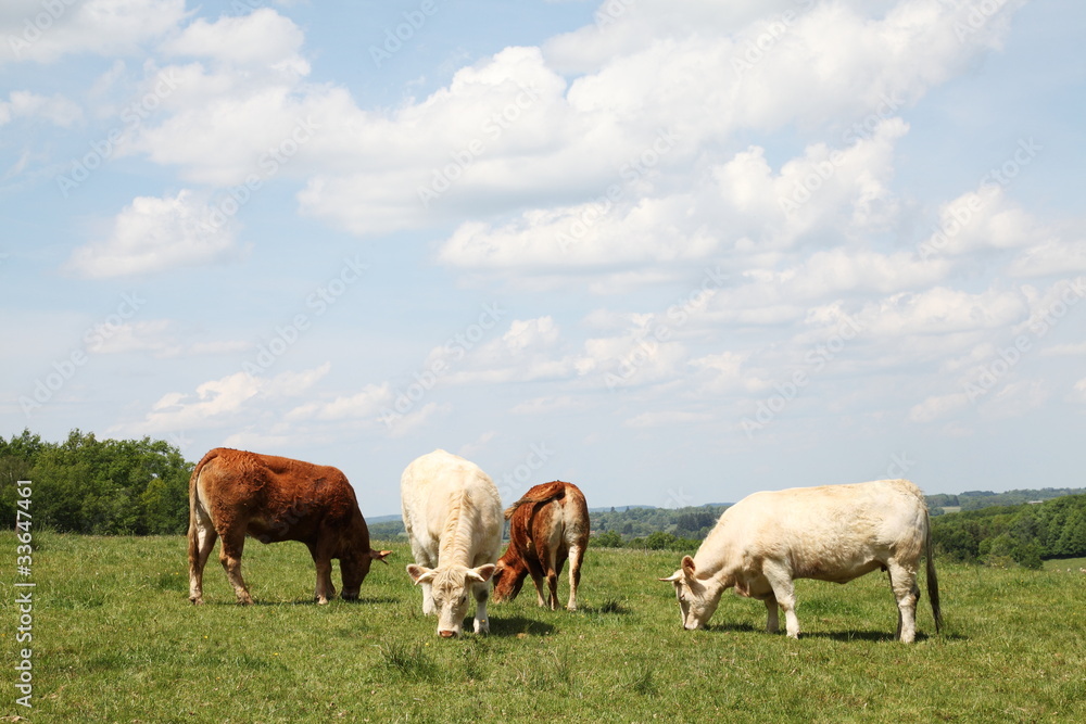 Grazing Beef Cattle Charolais and Limousin Grazing Beef Cattle Charolais and Limousin