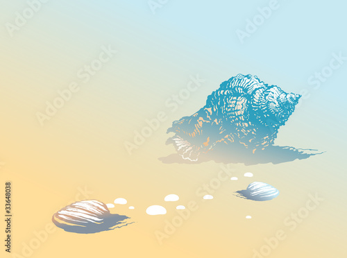 Seashells on the beach
