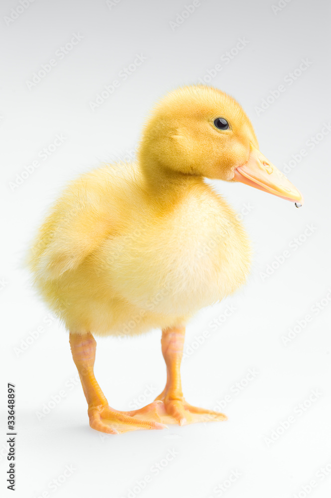yellow duckling isolated yellow duckling isolated
