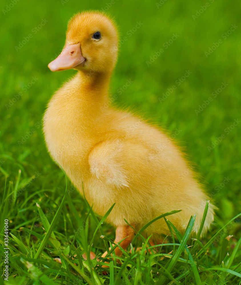 cute yellow duck on the green grass
