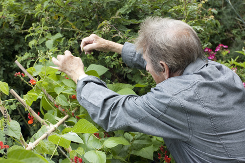 Schilderij op canvas man gardening and checking his runner bean plants