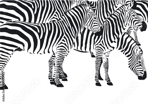 Zebras