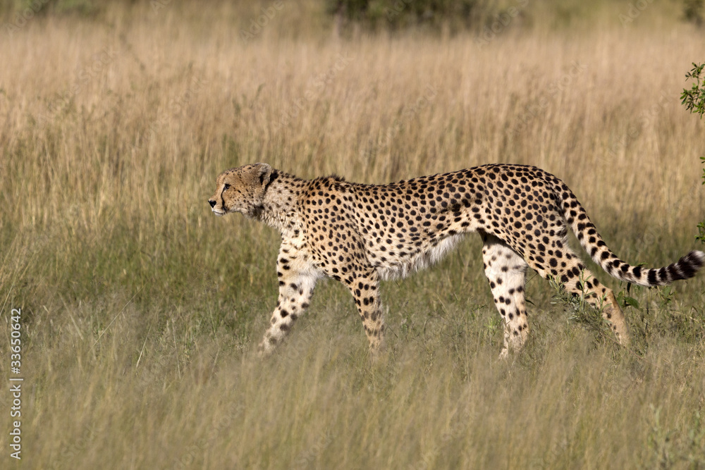 Naklejka premium Gepard