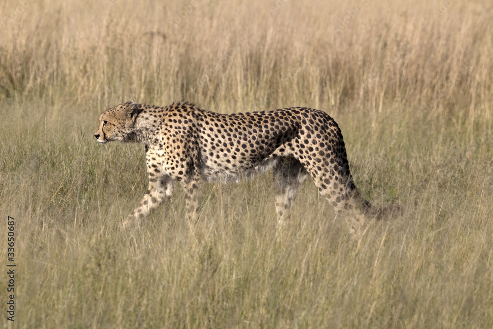 Naklejka premium Gepard