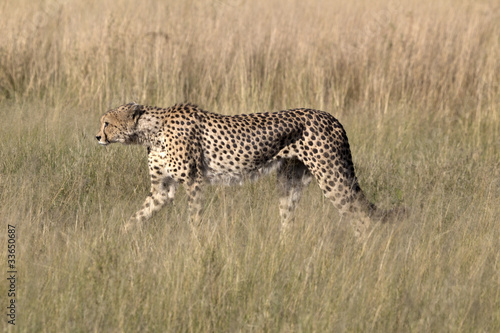Gepard © Andreas Edelmann