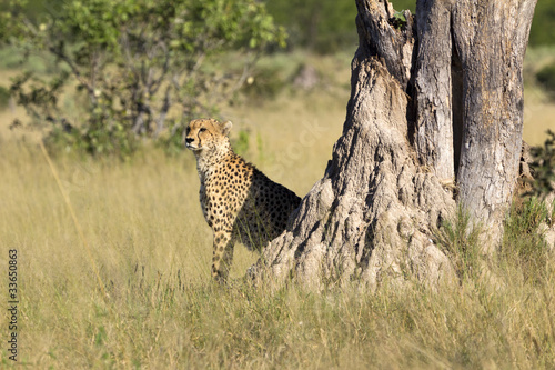 Gepard © Andreas Edelmann