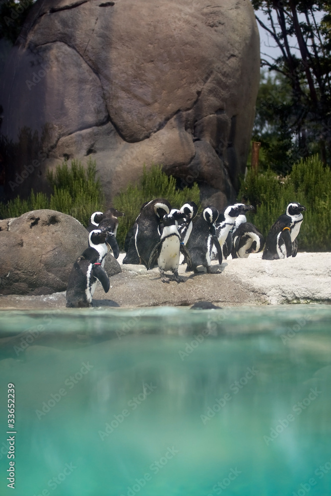 Obraz premium pinguini africani