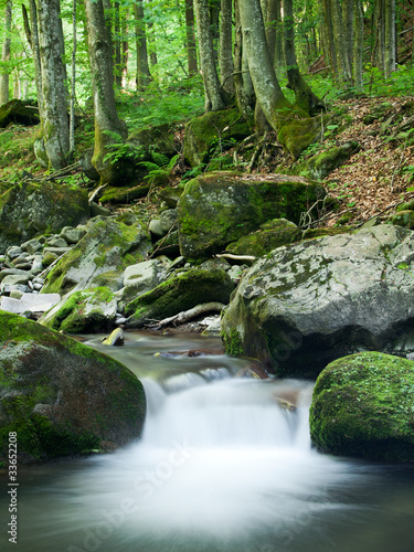 Rocky Forest Stream