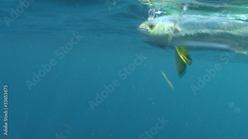Mahi Mahi Close Up Underwater