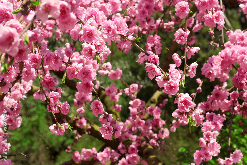 beautiful pink flowers in summer