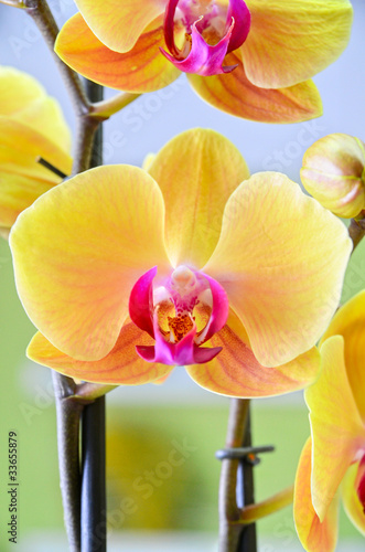 yellow Orchid closeup
