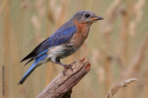 Female Eastern Bluebird © Steve Byland