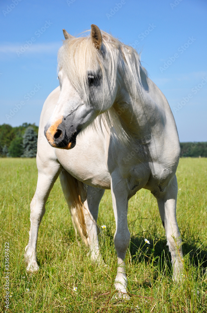 Weisse Ponystute Weisse Ponystute