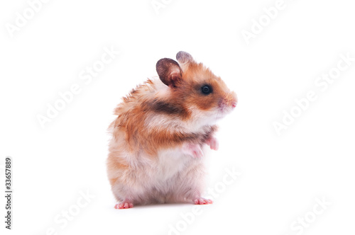hamster isolated on white