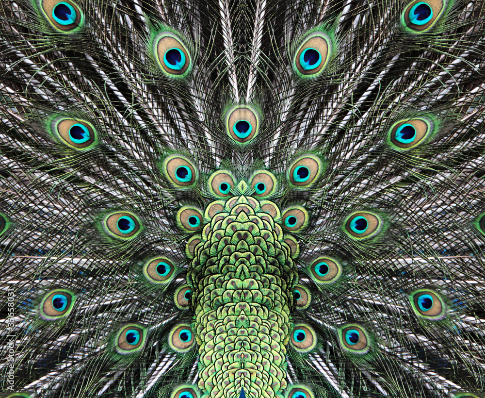 Obraz premium Beautiful peacock tail