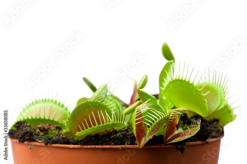 Fototapete Venus flytrap in a pot