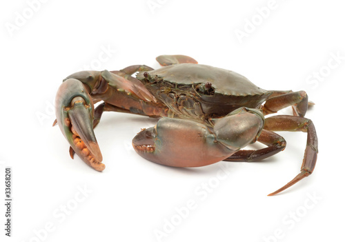 crab isolated