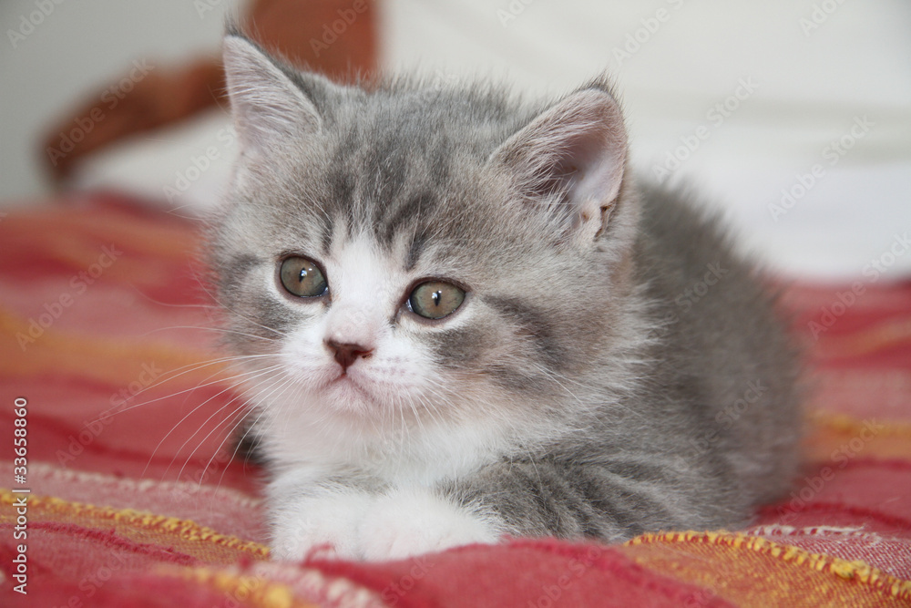 Naklejka premium jeune british shorthair allongé de face