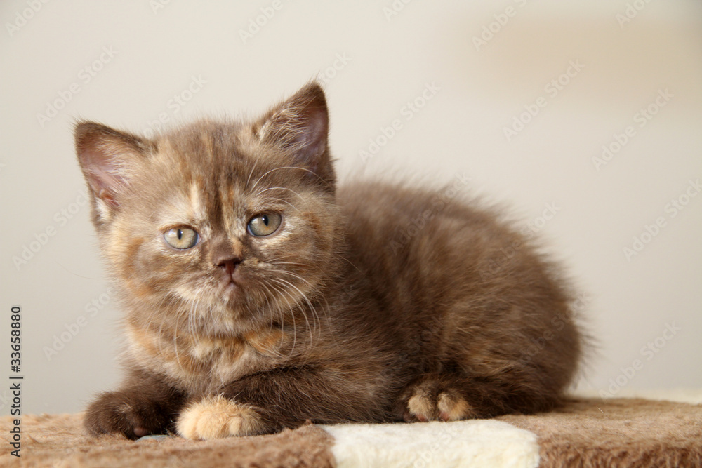 chaton british shorthair insolite