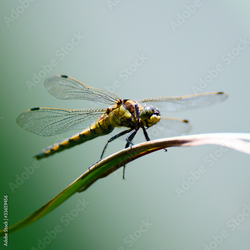 Dragonfly © Jacek Chabraszewski