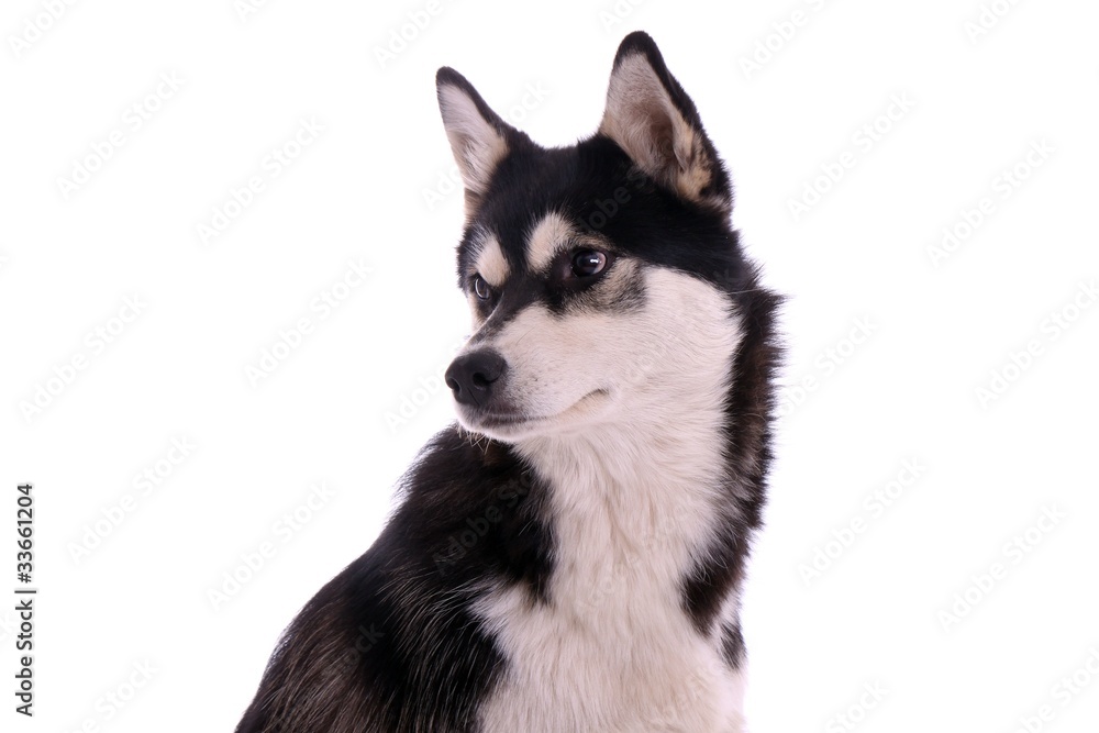 Hund Husky Portrait