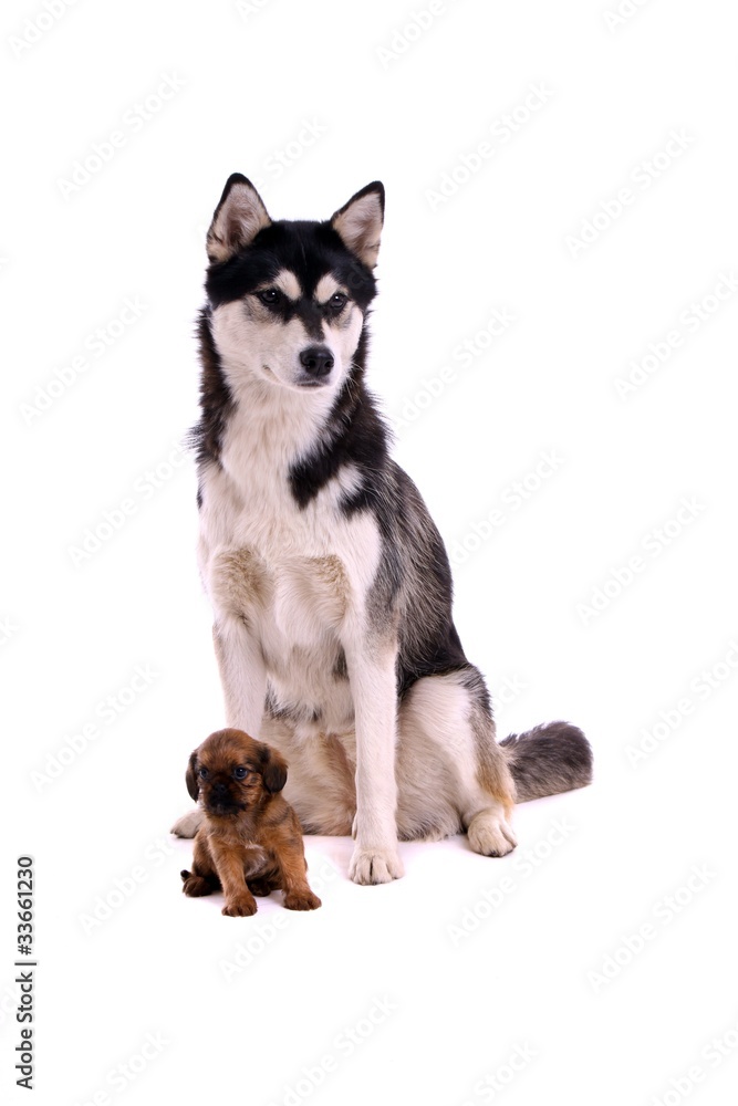Fototapeta premium Cavalier Welpe und Junghund Husky sitzend