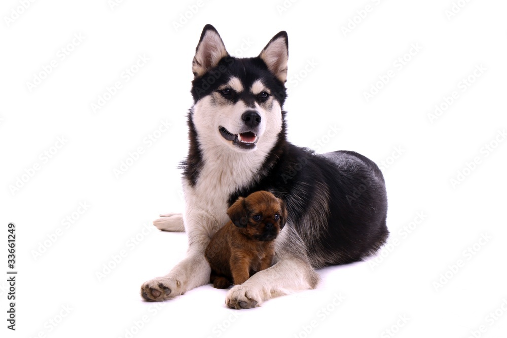 Cavalier Welpe kuschelt an Husky Junghund Cavalier Welpe kuschelt an Husky Junghund