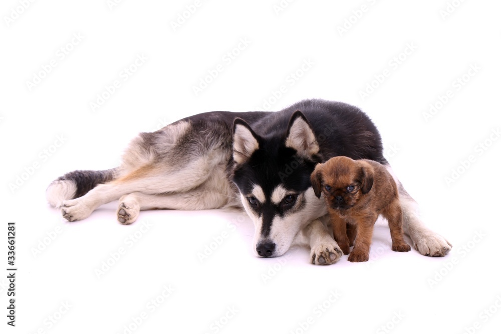 Junghund Husky kuschelt mit Cavalier Welpe Junghund Husky kuschelt mit Cavalier Welpe