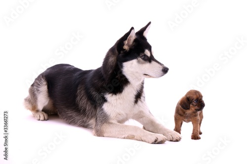 Junghund Husky und Cavalier Welpe rechts schauend