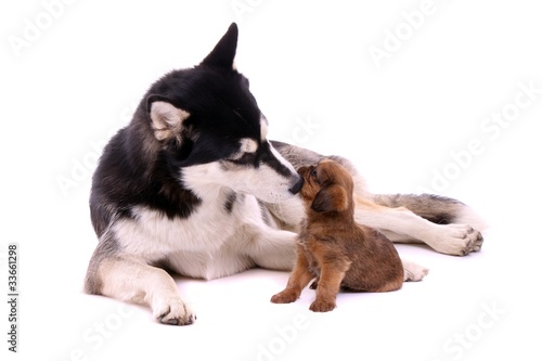 Junghund Husky küsst Cavalier Welpe © fotowebbox