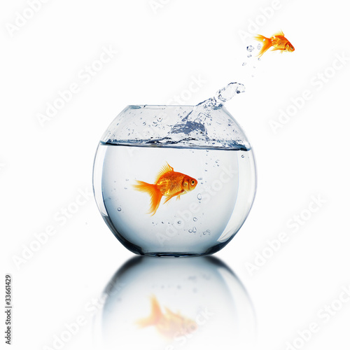 gold fish in a fishbowl