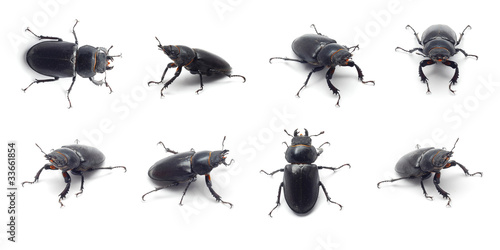 beetle collage