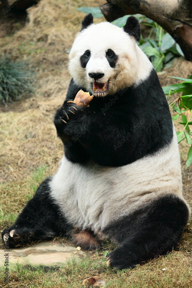 lovely giant panda in Hong Kong Ocean Park lovely giant panda in Hong Kong Ocean Park