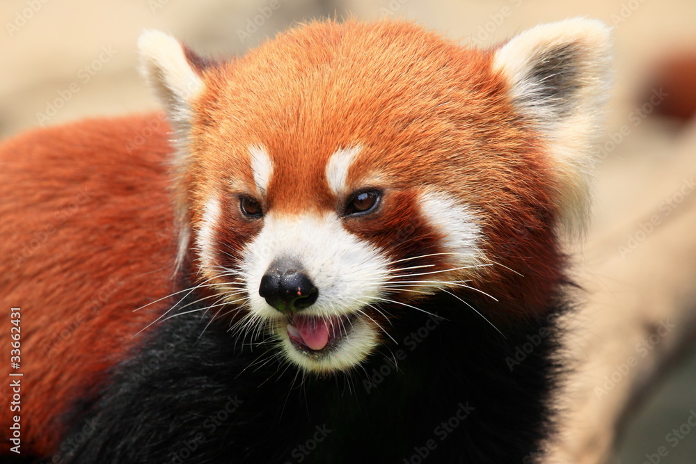 portrait of a lovely red panda in Hong Kong Ocean Park portrait of a lovely red panda in Hong Kong Ocean Park